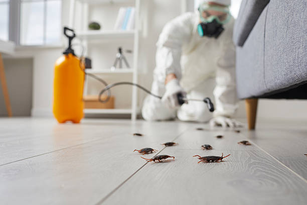 Commercial Rodent Management in Lubeck